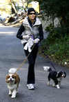 Teri Hatcher walking her dogs, Klaus and Pip in Studio City, Los Angeles, on Dec 09
