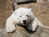 Suri Cruise to voice polar bear?