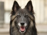 'Enders dog to be killed off