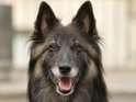 'Enders dog to be killed off