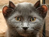 US couple adopt four-eared cat