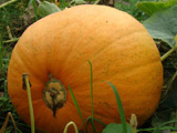 Man carves giant pumpkin into boat