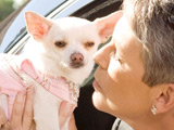 'Chihuahua' sees off 'Lies', 'Quarantine'