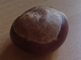 Conker champ wins with "kinetic theory"