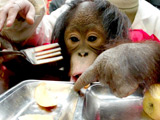 Toilet-trained chimp at large in US