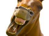 Pensioner escapes jail after horse sex