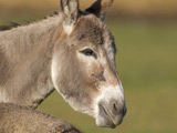 Mobsters send shopkeeper donkey's head