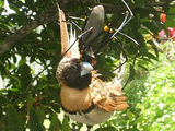 Bird devoured by giant spider
