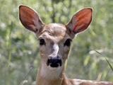 Butchered deer found in restaurant kitchen