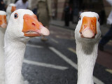 Geese cause trouble at Man Utd training