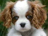 Puppy survives 70 mph hit-and-run
