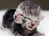 Australian kitten born with two heads