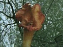 BBC to remake 'Day Of The Triffids'