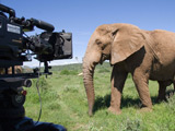 4.2m interested in 'Life of Elephants'