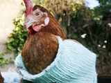 chickens in jumpers