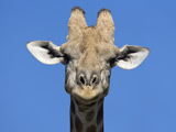 Man 'attempts sex with toy giraffe'