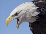 Pensioner 'mugged' by bald eagle