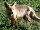 'Roadkill calendar' goes on sale
