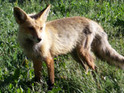 'Roadkill calendar' goes on sale