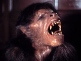 'American Werewolf' to be remade?