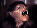 Landis: 'Werewolf remake in negotiations'