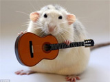 Pet albino rat 'delays sentencing'