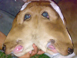 Two-headed cow born in Colombia