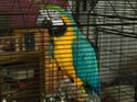 Parrot joins 'Coronation Street' cast