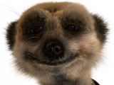 Owner 'gives meerkats toy mother'