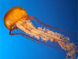 Giant jellyfish 'capsize 10-tonne boat'