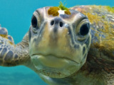 Villagers 'say turtle is god'