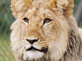 Thief 'accidentally steals circus lion'