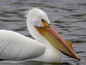 Man blames pelican for car accident