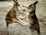 Dog owner slashed in kangaroo attack