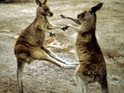 Dog owner slashed in kangaroo attack