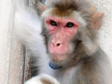 odd_macaque_monkey.jpg