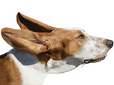 Dog in the wind