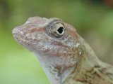 Smuggler caught with lizards in pants