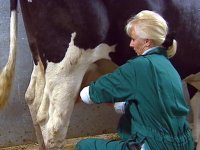 'The Farm' holding steady audience