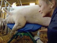 'Farm' under fire over pig masturbation