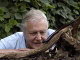 Attenborough tops living icon list