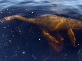 Five spends �100k on Nessie prank