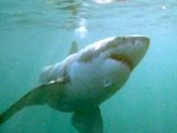 ITV's shark night lacks bite